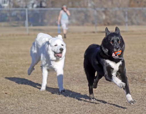 North Fargo Dog Park photo 1